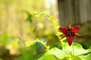 Trillium, photo by Jaime B. Jones
