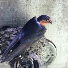 Hirundo rustica erythrogaster