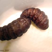 Rodent Bot Fly Larvae
