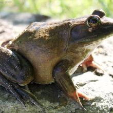 American Bullfrog