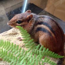 Eastern Chipmunk
