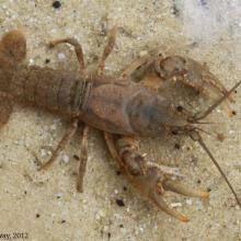 Appalachian Brook Crayfish
