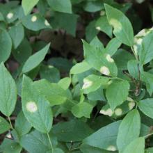Blueberry Leaf Spot
