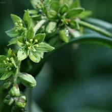 Veratrum viride