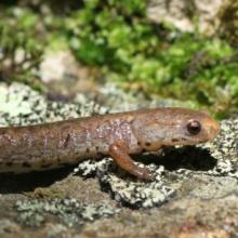 Hemidactylium scutatum
