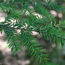 Eastern Hemlocks 
