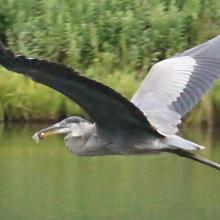 Great Blue Heron
