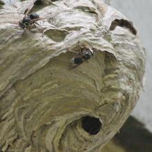 Dolichovespula maculata