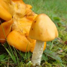 Omphalotus olearius