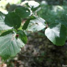 Hamamelis virginiana