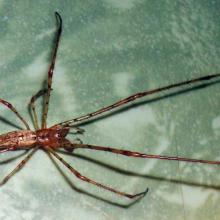 Long-Jawed Orb Weaver