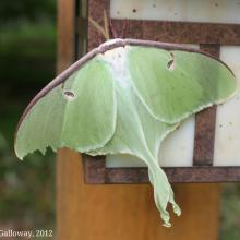 Luna Moth