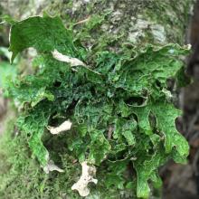 Lungwort