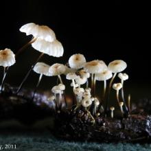 Marasmius rotula