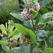 Common Milkweed