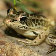 Pickerel Frog