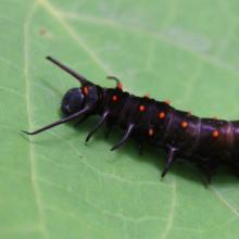 Battus philenor
