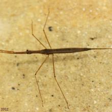 Ranatra sp.