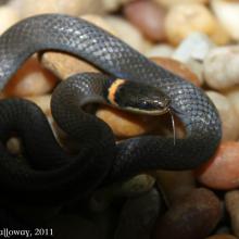 Northern Ringneck Snake