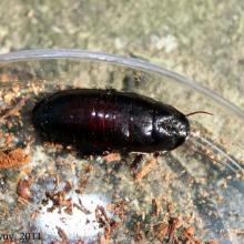 Cryptocercus punctulatus
