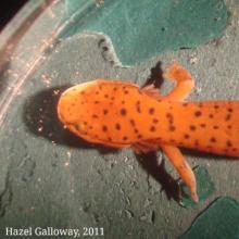 Gyrinophilus porphyriticus (duryi?)
