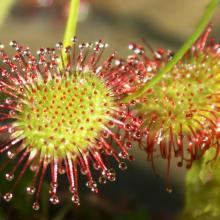 Round-leafed Sundew
