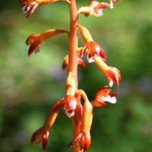 Spotted Coral-root Orchid