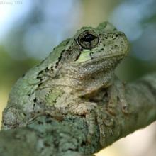 Hyla versicolor