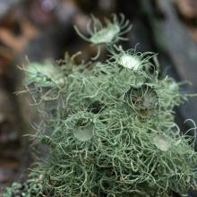 Usnea spp.