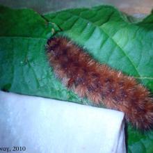 Woolly Bear Caterpillar