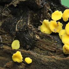 Cup Fungi