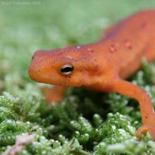 Eastern Red-Spotted Newt