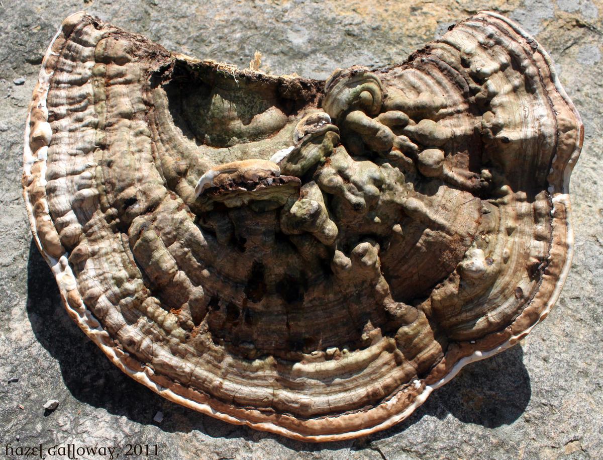 Ganoderma applanatum