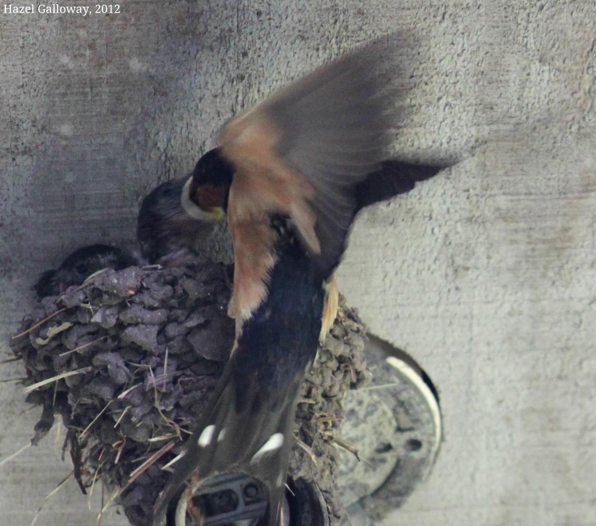 Barn Swallow