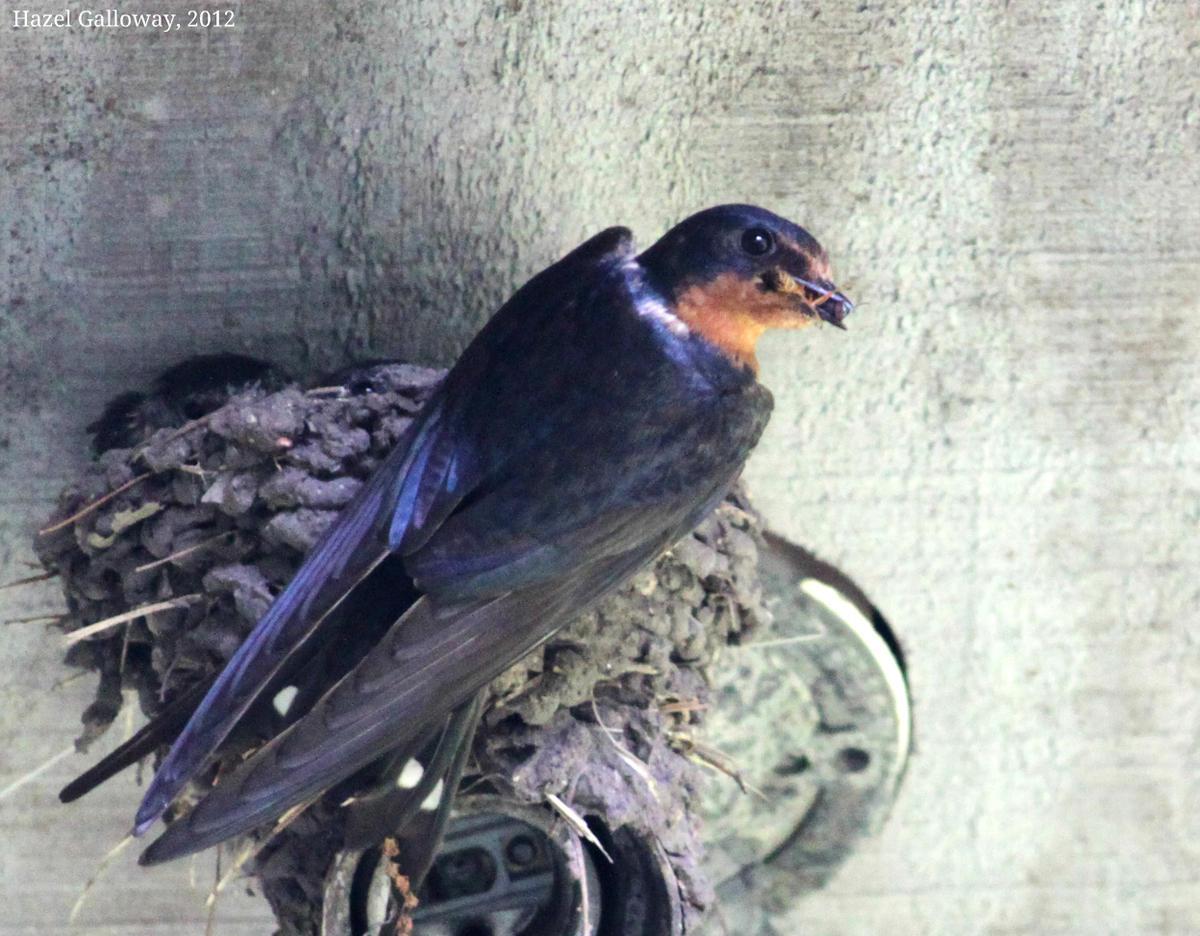 Hirundo rustica erythrogaster