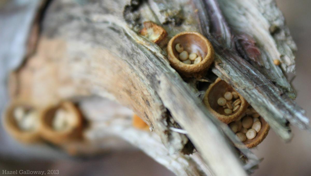 Bird's Nest Fungi