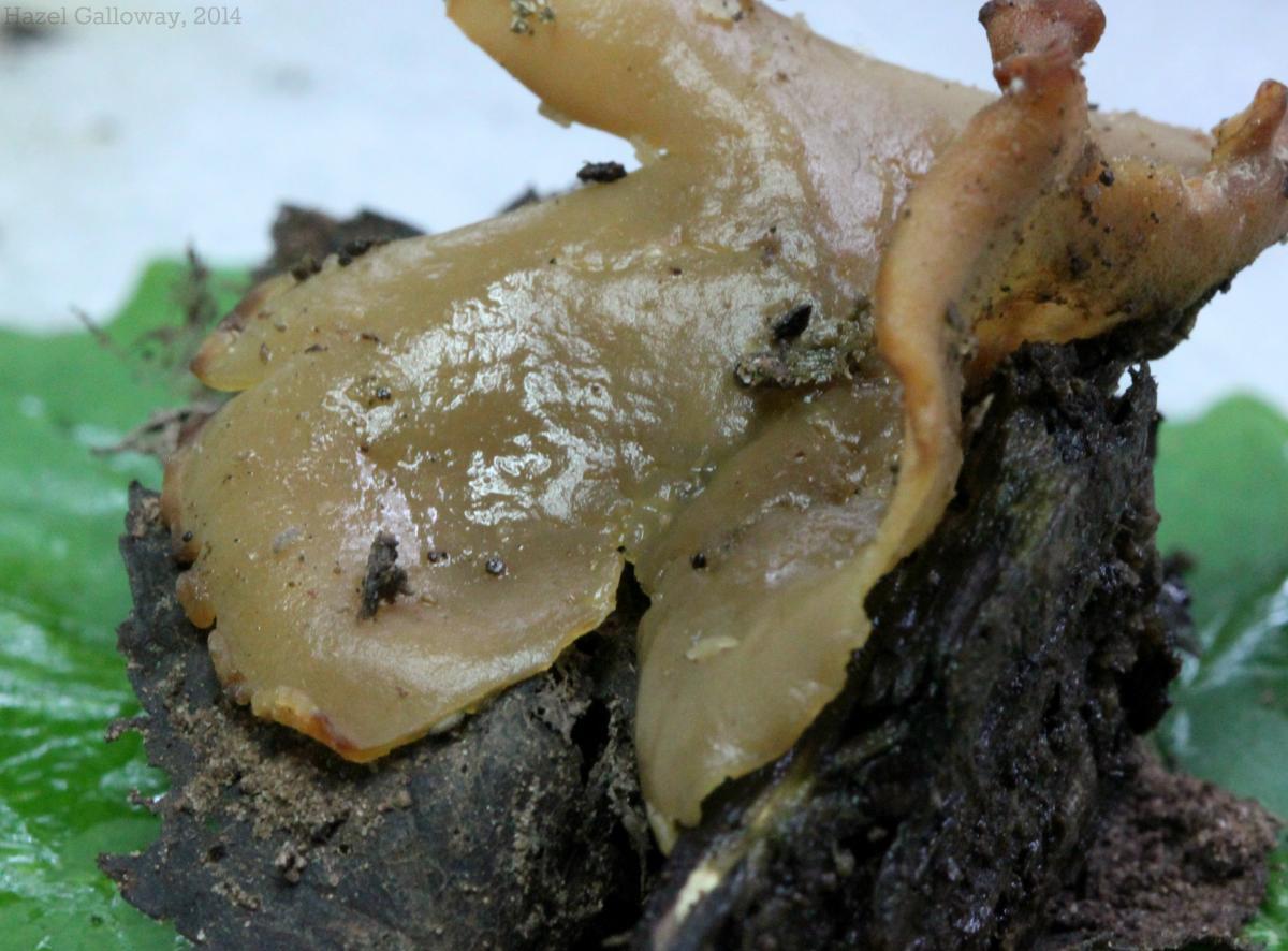 Brown Cup Fungi