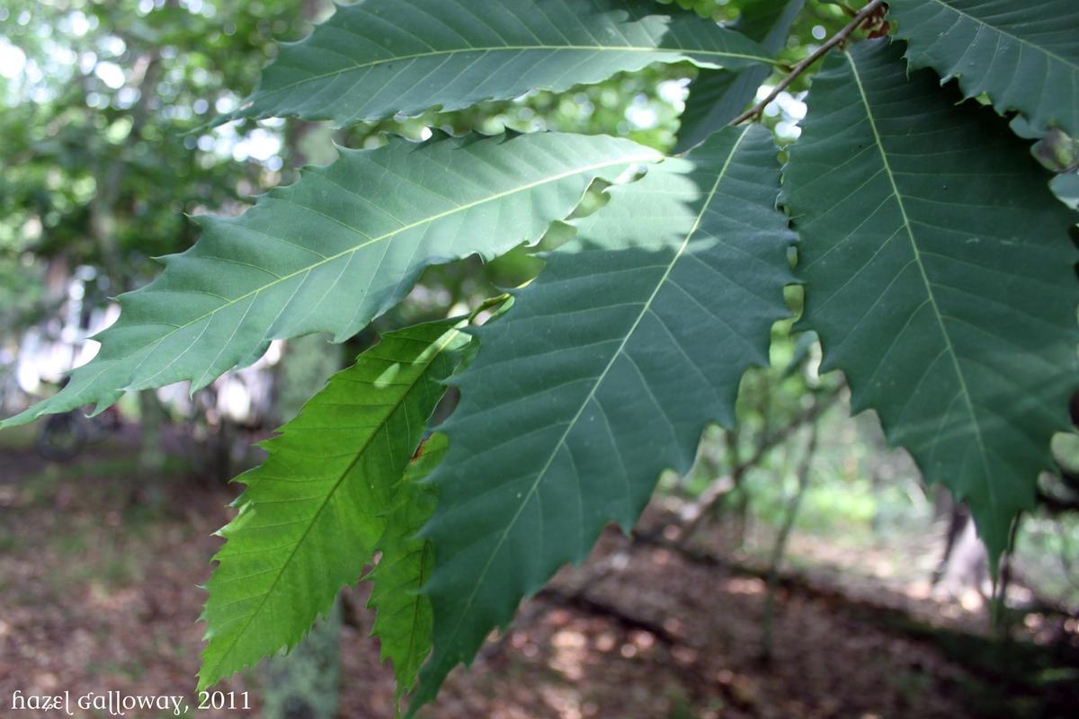 Castanea dentata