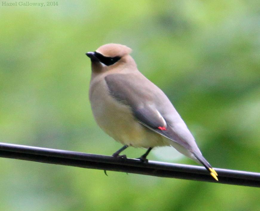 Cedar waxwing