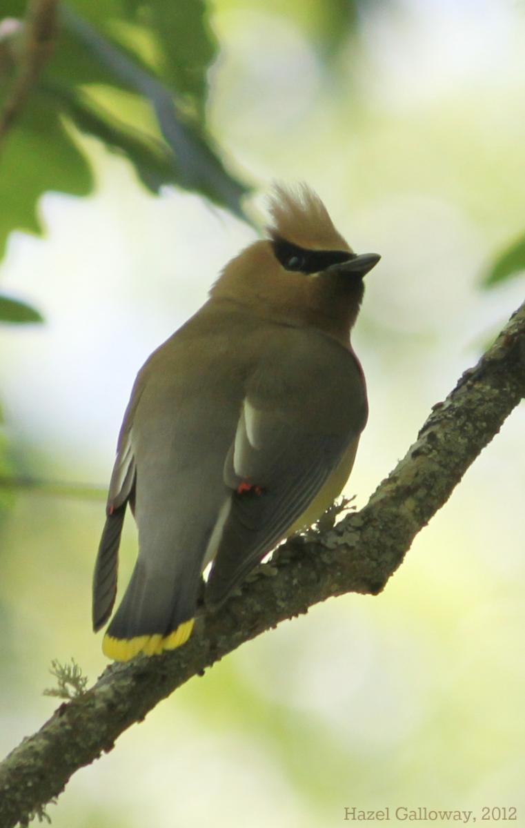 The cedar waxwing
