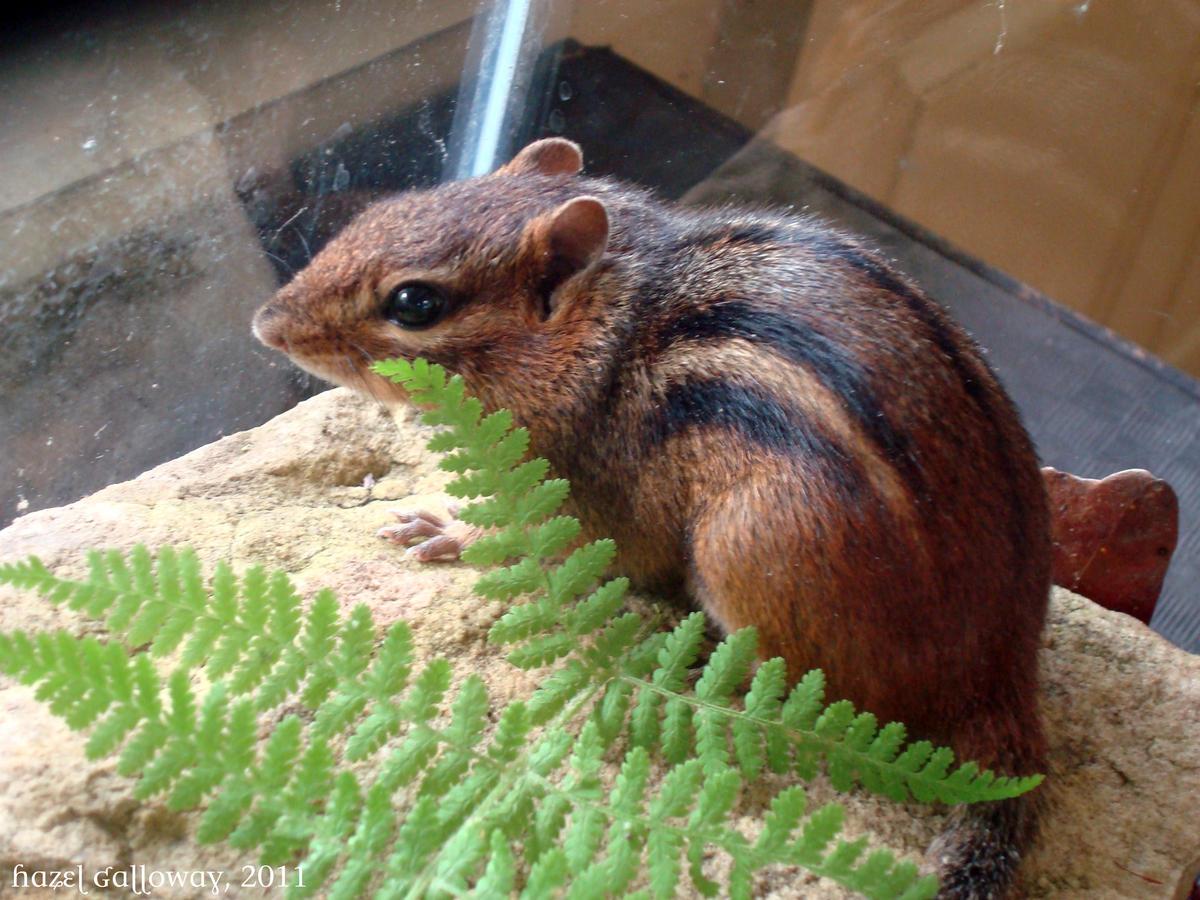 Eastern Chipmunk