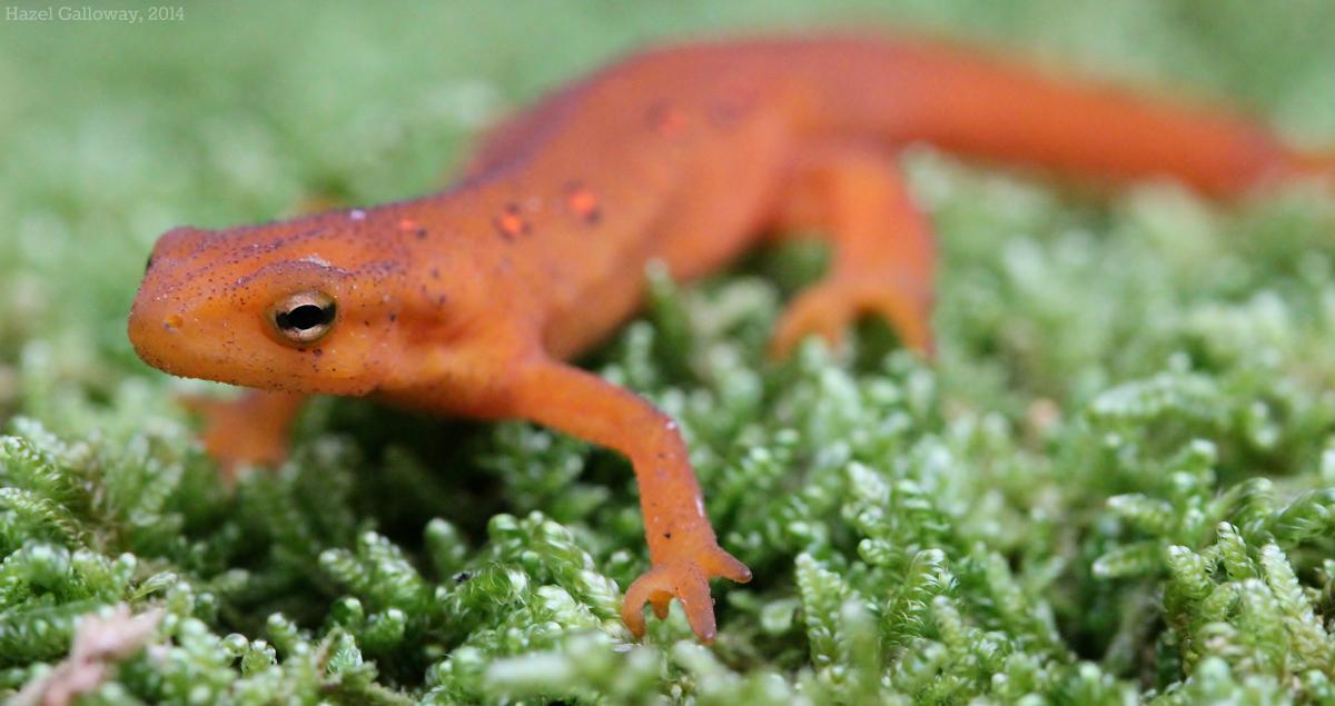 Eastern Red-Spotted Newt