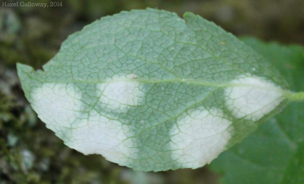 Blueberry Leaf Spot