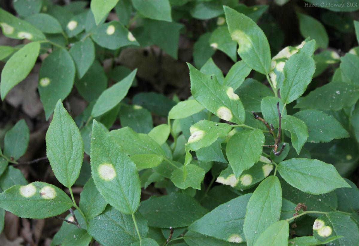 Blueberry Leaf Spot