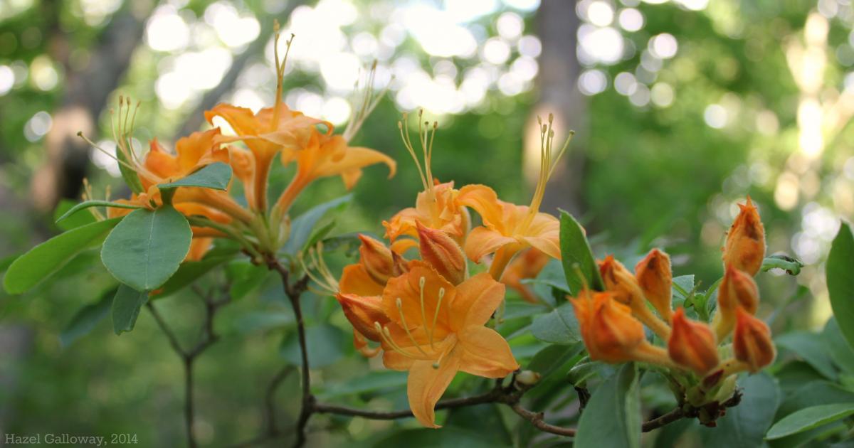 Flame & Roseshell Azaleas