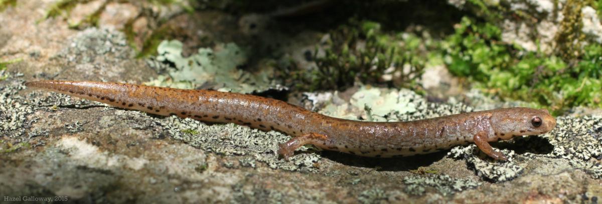 Hemidactylium scutatum