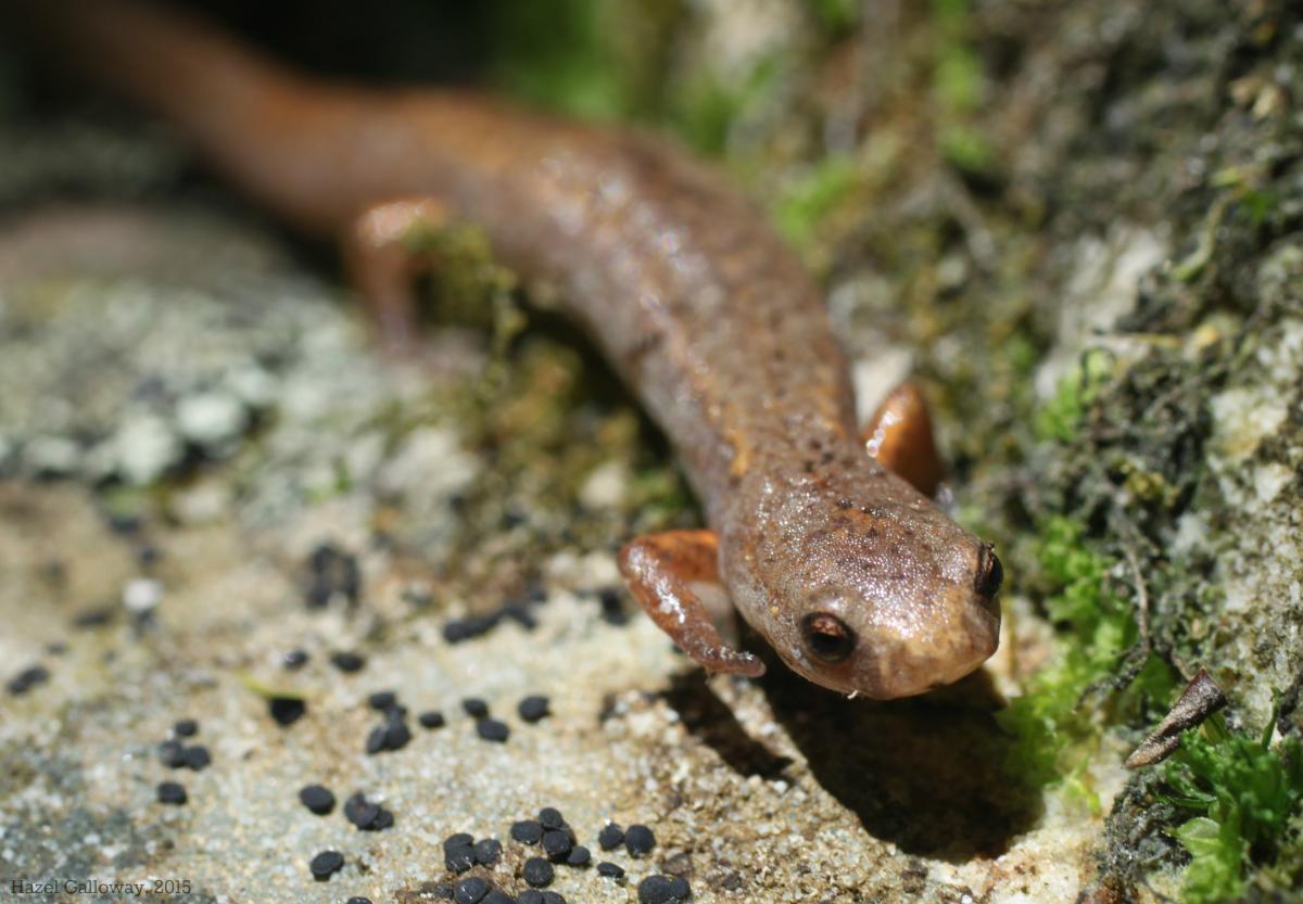 Four-Toed Salamander