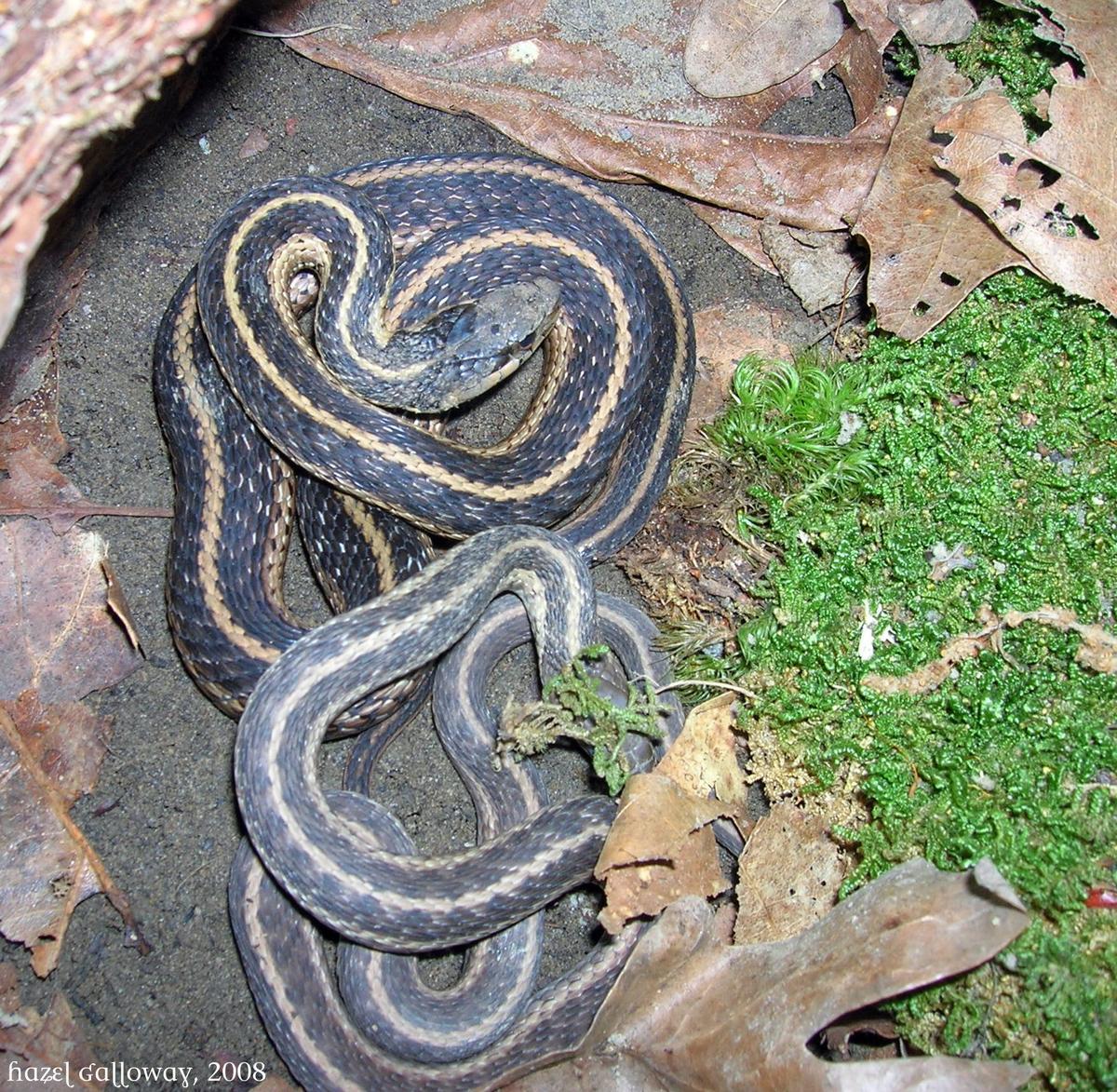 Thamnophis sirtalis sirtalis