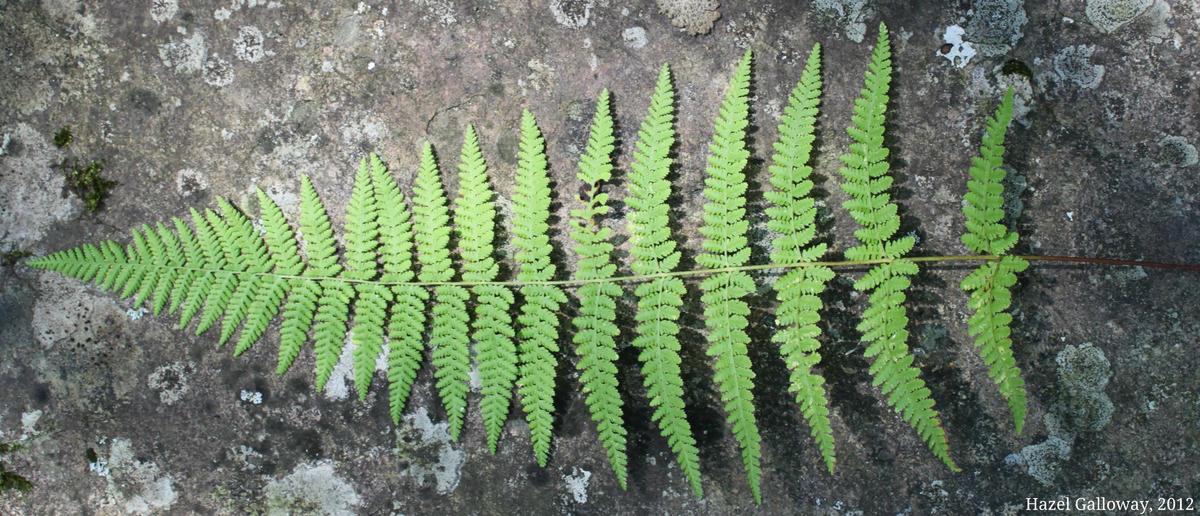 An entire frond of the eastern hay-scented fern
