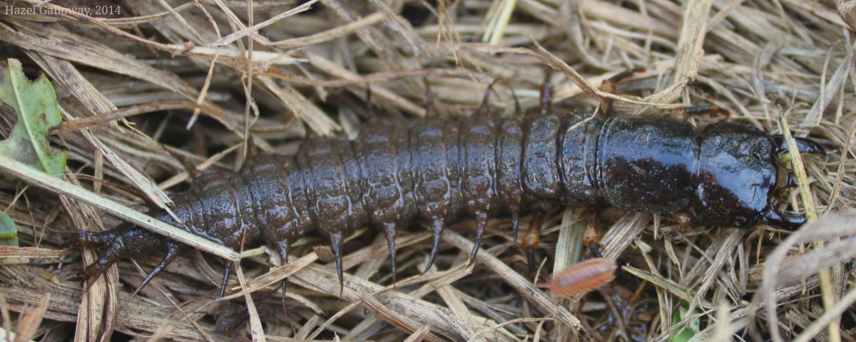Eastern Dobsonfly Larva